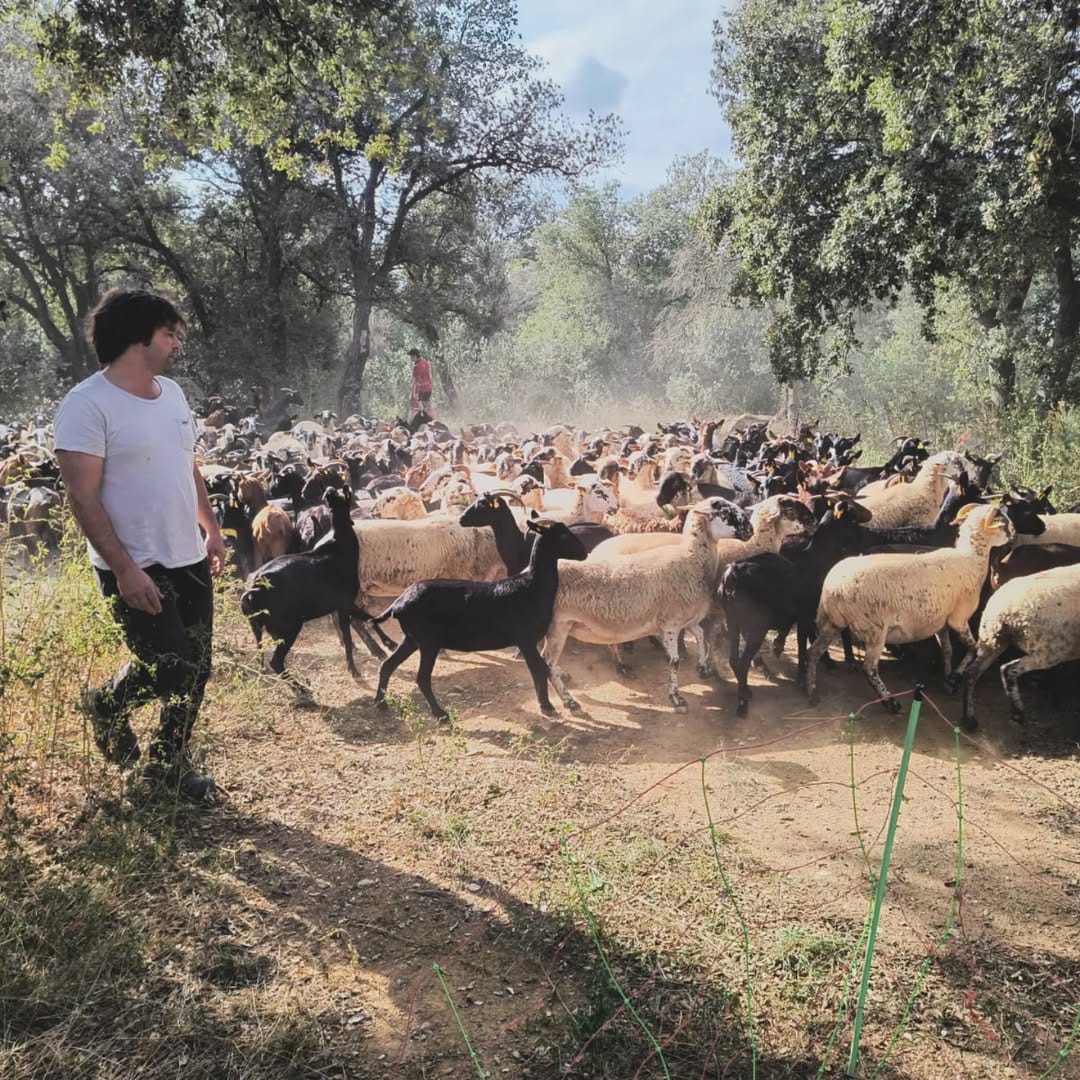 Lactis Pauet Granja