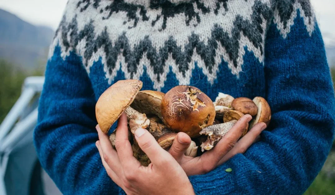 Bolets comestibles: cómo reconocerlos y disfrutarlos