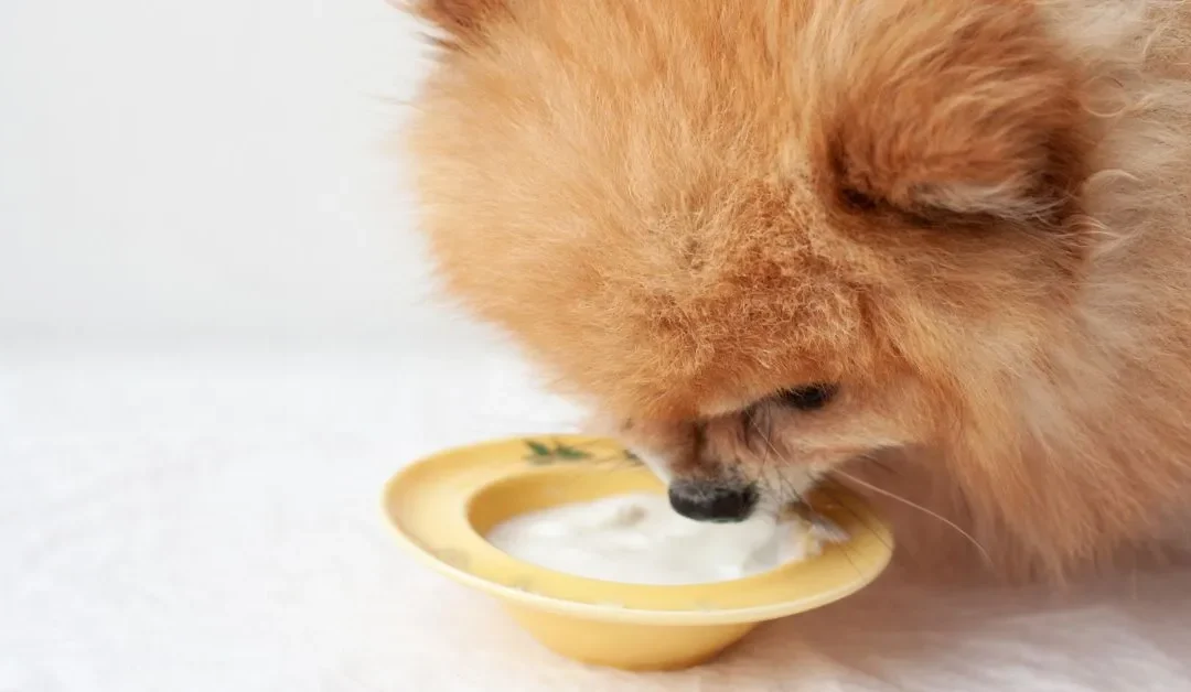 Le puedo dar yogur a mi perro