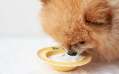 Blog 30 ¿Le puedo dar yogur a mi perro?