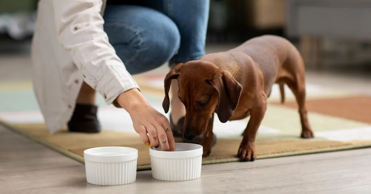 dar yogur a mi perro si tiene diarrea dar yogur a mi perro si tiene diarrea