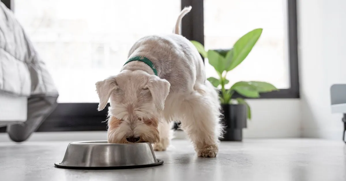 dar yogur a un cachorro dar yogur a un cachorro