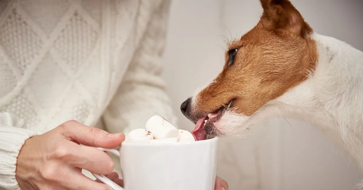 yogur griego a mi perro yogur griego a mi perro