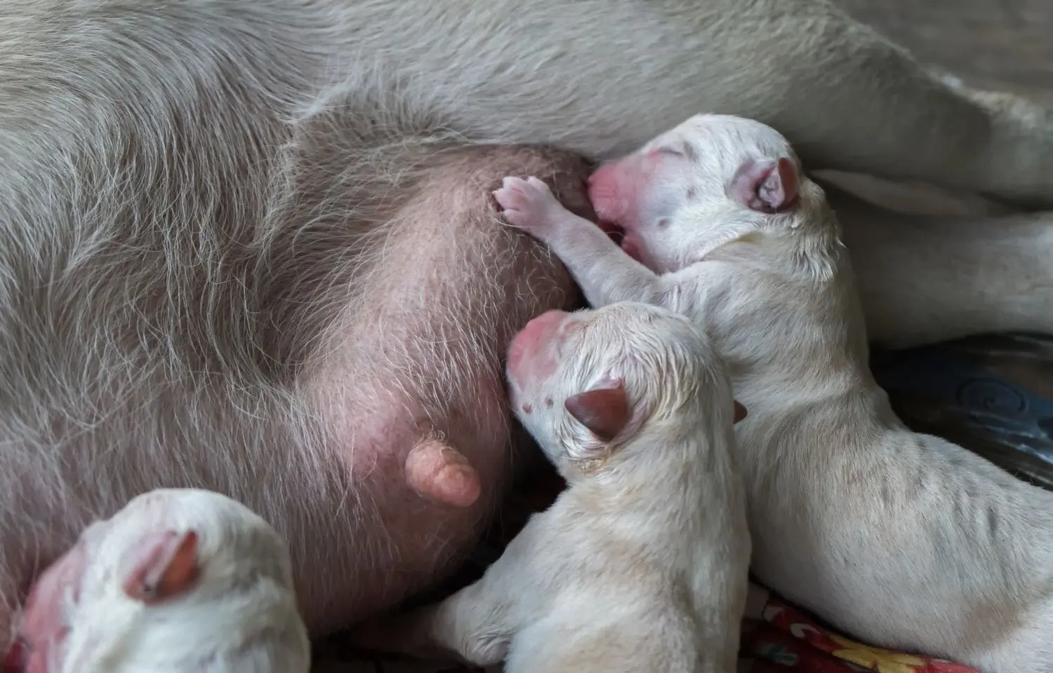 leche para cachorro de meses