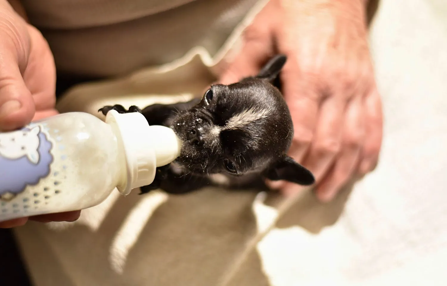 leche para cachorros de 2 meses