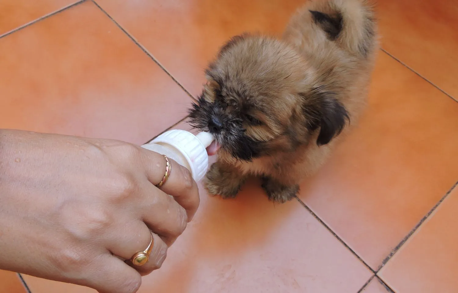 leche para perros cachorros