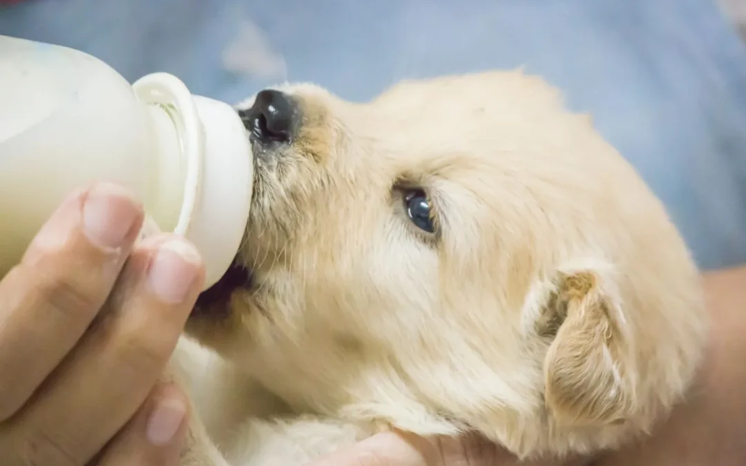 leche que pueden tomar los cachorros